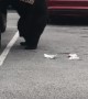 Bear Breaks into Car for a Snack in Hotel Parking Lot