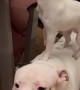 Chihuahua Hops on Bigger Friends' Backs