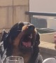 Rottweiler Puppy Tries To Break Up The Boys
