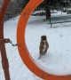Dog's Jump Through Hoop Ends With a Flip