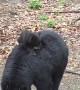 Cub Rides Piggyback on Mama Bear