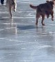 Golden Retrievers Play on the Ice