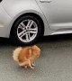 Tiny dog\'s comical attempt to answer nature\'s call on a windy day