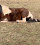 Cat Playing With The Horse's Tail