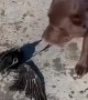 Fur Children Find Injured Crow