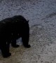 Bear Returns in Snow to Close My Door