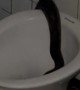 Massive Python Slithers into Toilet