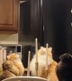 Cats Sit in Ominous Circle