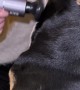 Dog Loves Being Massaged with a Massage Gun