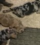 American Bully Puppies Cool Off in Front of Fan
