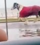 Runaway Horse on the Loose in Blackpool