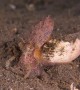 Coconut Octopus Positions Itself in Shell