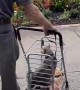 90-Year-Old Grandparents Take Adopted Cat for a Walk