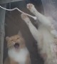 Cute Kitties Play Through Window