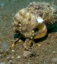 Little Octopus Crawls Along Ocean Floor