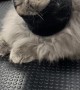 Fluffy Cat Wears Headband While Getting Groomed