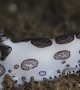 A Nudibranch With Panda Colors