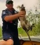 Police rescue baby kangaroo from crocodile-infested floodwaters