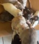 One Rodent Left Behind When Pet Rats Climb Up Leg