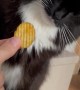 Cat Offended By The Chip