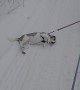 Hound Dog Gets Dragged by Friend During Walk in Snow