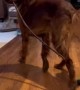 Dog caught bringing giant stick into home