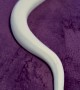 Ball Python Slithers on Microfiber Blanket