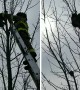 Firefighters rescue cat stuck in a tree