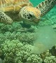 Sea Turtle Snacks on a Jellyfish