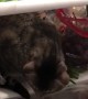 Feline Found Chilling in the Fridge