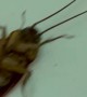 Ants Drag Cockroach by Its Antennas
