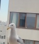 Cat and Seagull Have Beef Through Window