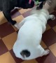 Three French Bulldogs Play Tug-Of-War