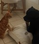 Cat And Dog Meet