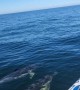 A Pod Of Dolphins Swimming With the Boat