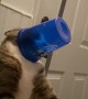 Thirsty Kitty Gets a Cup Stuck on His Head