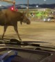 Moose Family Politely Uses The Crosswalk