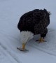 Eagle Gets His Share Of The Catch
