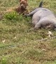 Pitbull Playing With His Pig Friend