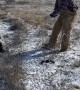 Rescuing a Calf on Ice
