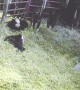 Calf Flips Farmer