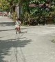 Girl Gives Her Pet Dog a Ride on a Bicycle