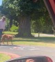 Dog Patiently Waits for Elderly Owner to Cross Street