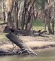 It’s Not Everyday You See Two Emus Crossing the River