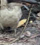 Kookaburra Eating a Venomous Baby Brown Snake