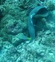 Moray Eel and Octopus Duke It Out