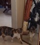 Cat Gets Startled by Its Own Reflection