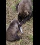 Sweet Sharing Moment Between Bears