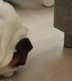 Determined Doggo Struggles to Eat Waffle Off Floor