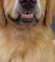 Golden Retriever Gives a Toothy Grin